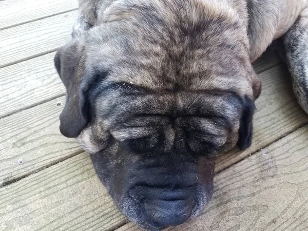 Chien Mastiff Brun Noir Sur Pont Bois — Photo