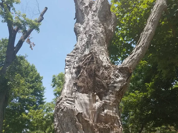Olhando Para Grande Árvore Marrom Com Ramo Quebrado — Fotografia de Stock