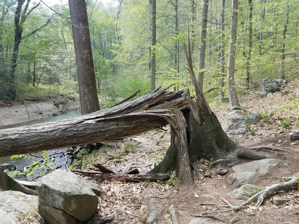 Baum Mit Fluss Wald Oder Gebüsch Gebrochen — Stockfoto