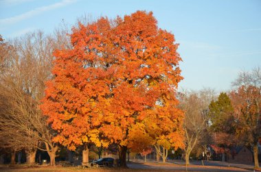 Sonbaharda parkta parlak turuncu ve sarı ağaç