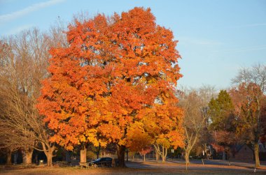 Sonbaharda parkta parlak turuncu ve sarı ağaç