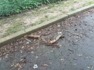 Asfalt yolda ağaç dalları veya çimento kaldırımlı yol