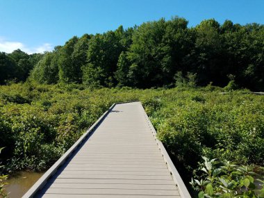 Tahta kaldırım ya da patika ya da sulak arazide ya da yeşil bitkilerle kaplı bataklık bölgesinde