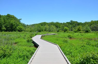 Tahta kaldırım ya da patika ya da patika ve sulak alandaki bitki ve ağaçlar
