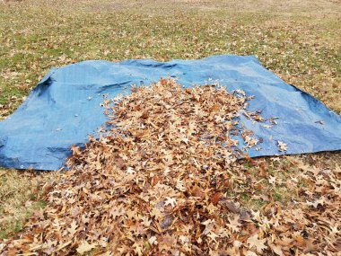 Sonbaharda ya da kışın düşmüş mavi branda ve temizleme yaprakları