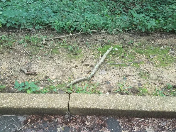 Tree Branches Ground Asphalt Cement Curb — Stock Photo, Image