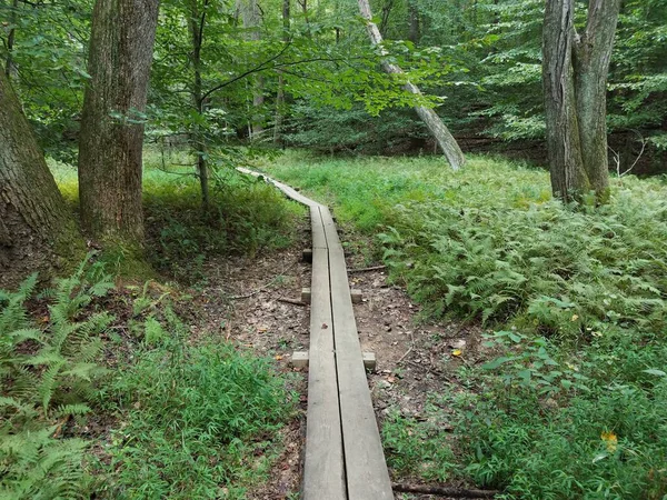 wood boardwalk or path or trail in green forest or woods