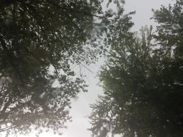 Vista Los Árboles Cielo Través Del Vidrio Mientras Llueve — Foto de Stock