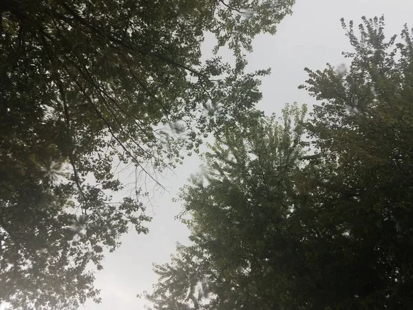 Vista Árvores Céu Através Vidro Enquanto Está Chovendo — Fotografia de Stock