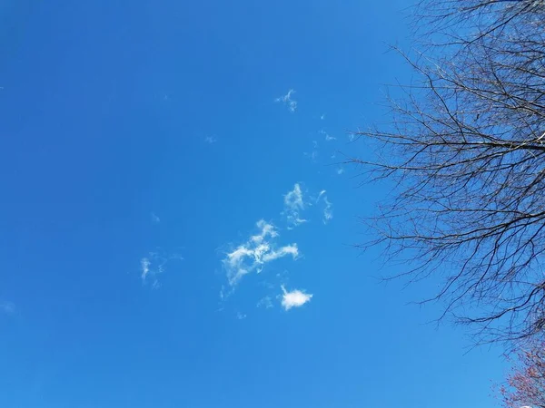 Blauer Himmel Mit Weißen Wolken Und Baum Mit Ästen — Stockfoto