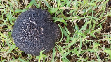 Siyah mantar ya da yeşil çimlerde mantar