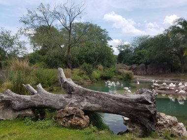 Büyük bir ağaç gövdesiyle gölde beyaz kuşlar