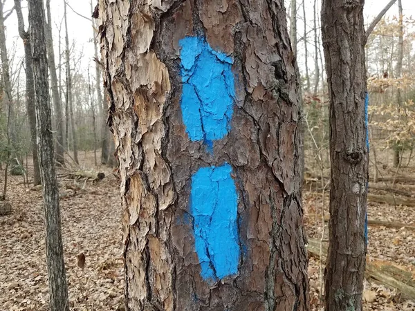 森林或落叶林中树干上的蓝色油漆痕迹 — 图库照片