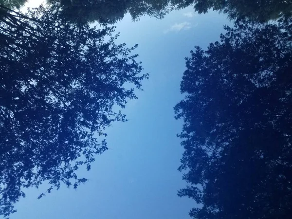 Reflexão Árvores Capuz Metal Carro Azul — Fotografia de Stock