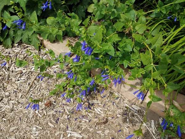 Een Plant Met Veel Blauwe Bloemen Bloeien — Stockfoto