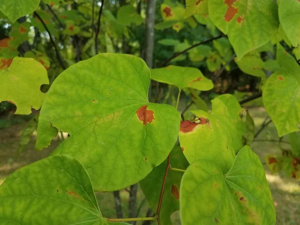 Czerwone Czarne Jeżyny Winorośle Zielone Liście — Zdjęcie stockowe