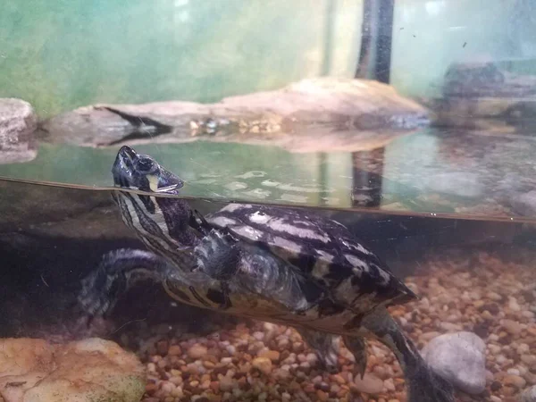 Zwart Witte Schildpad Drijvend Een Aquarium Tank Met Rotsen — Stockfoto