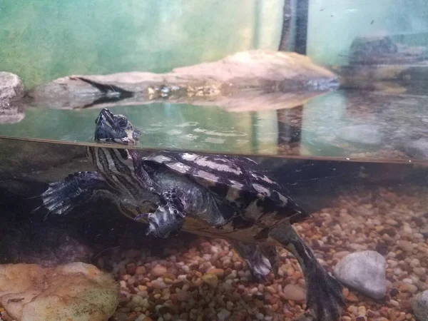 Zwart Witte Schildpad Drijvend Een Aquarium Tank Met Rotsen — Stockfoto