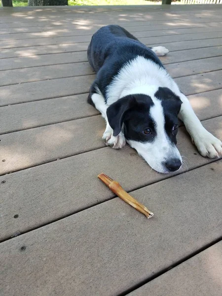 Cane Cucciolo Bianco Nero Con Osso Sdraiato Sul Ponte Legno — Foto Stock