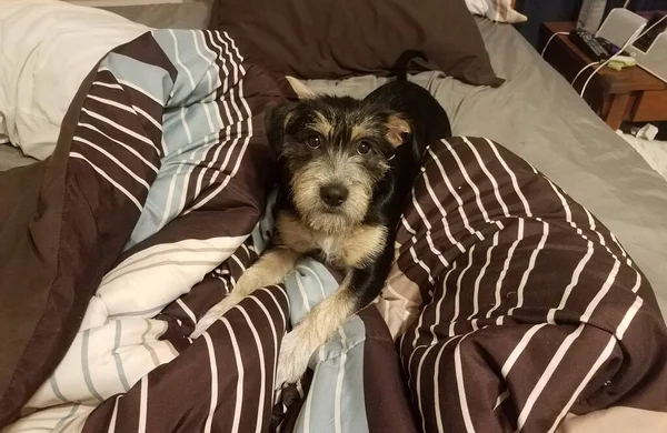 床上毛毯上的黑白宠物狗 — 图库照片