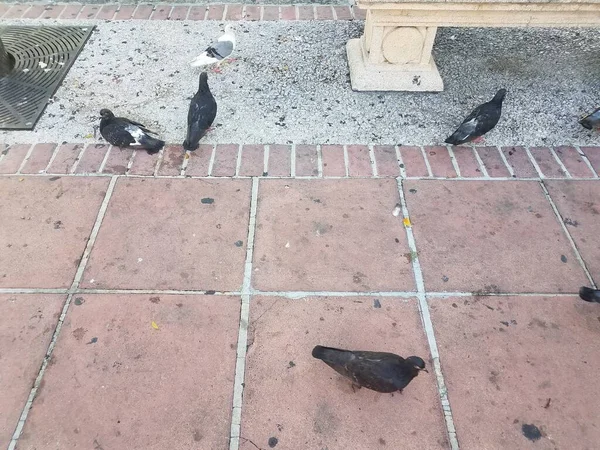Black White Pigeon Ground Square Tiles — Stock Photo, Image