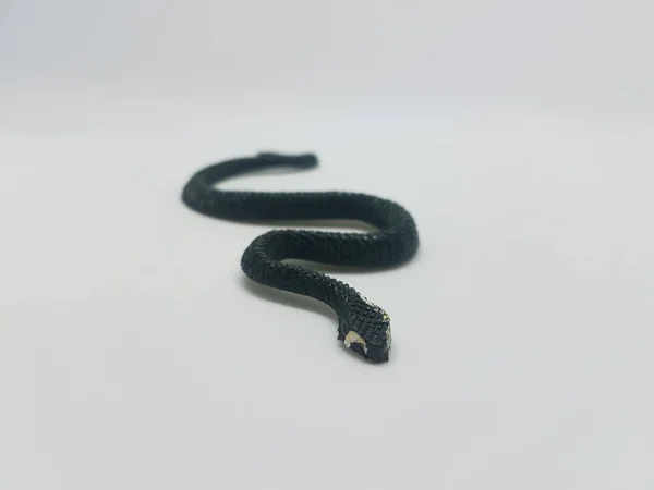 Uma Cobra Negra Rastejando Deslizando Sobre Fundo Branco — Fotografia de Stock