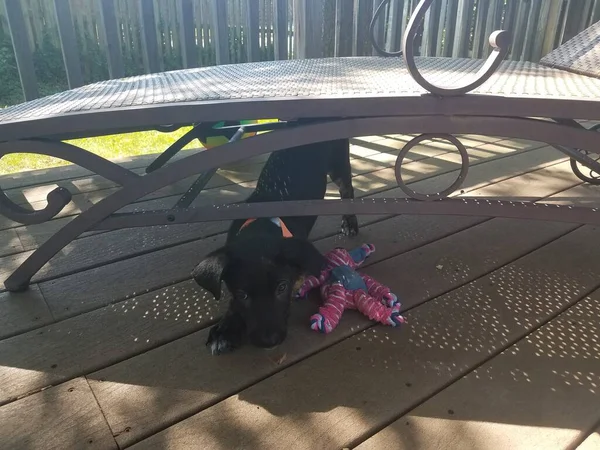 在躺椅下面放有狗玩具的黑狗 — 图库照片