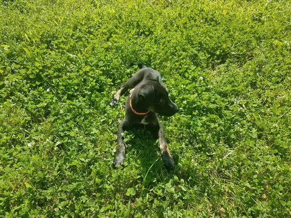 Svart Valp Hund Grönt Gräs — Stockfoto