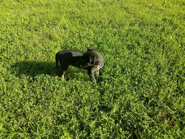 緑の芝生に黒い子犬の犬がいて — ストック写真