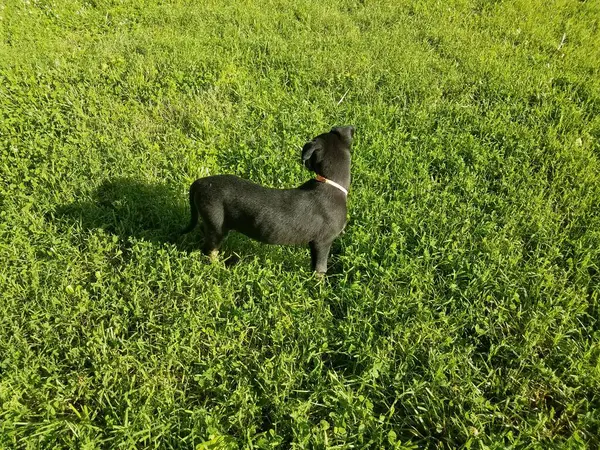 Chiot Noir Dans Herbe Verte — Photo