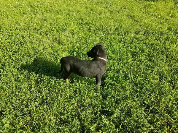 Een Zwarte Puppy Het Groene Gras — Stockfoto