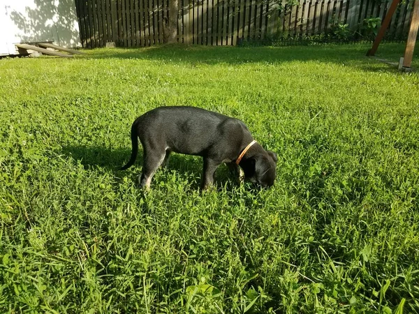 緑の芝生に黒い子犬の犬がいて — ストック写真