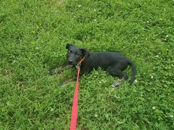 Cane Cucciolo Nero Con Guinzaglio Rosa Nell Erba Verde — Foto Stock