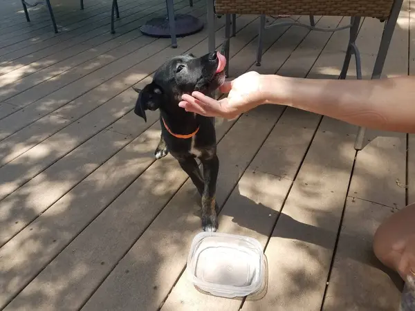 Een Zwarte Puppy Hond Met Tong Uit Vrouwenhand — Stockfoto