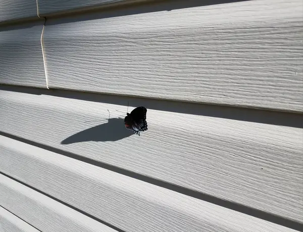Insecto Mariposa Negro Con Alas Anaranjadas Azules Revestimiento Casa Blanca —  Fotos de Stock