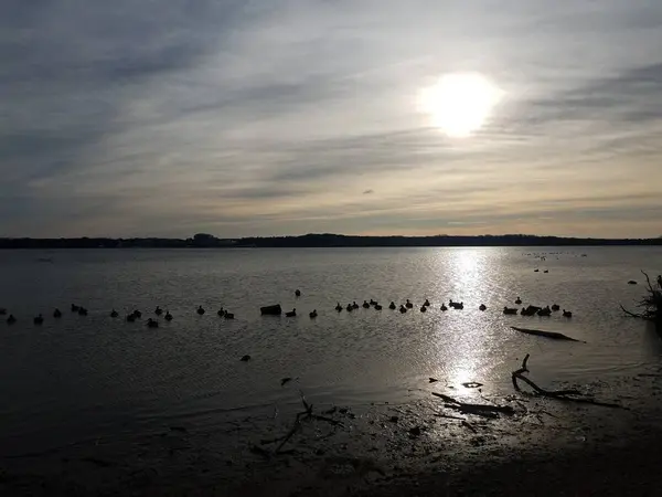 Patos Gansos Aves Que Flotan Río Potomac Atardecer Amanecer — Foto de Stock