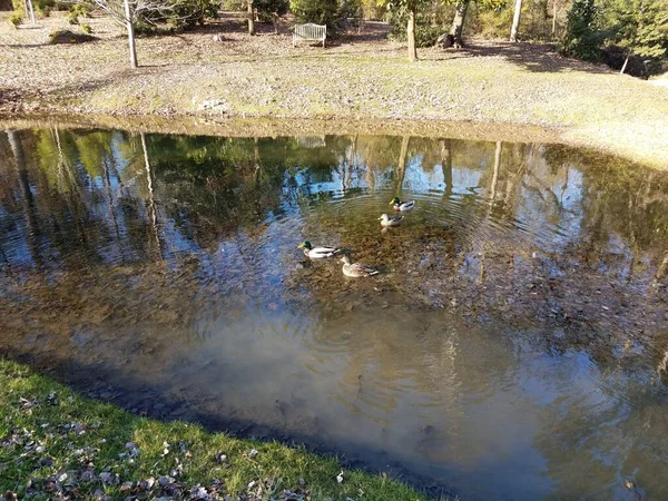 Canards Dans Lac Étang Feuilles Brunes — Photo