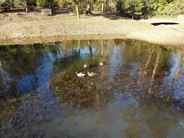 Canards Dans Lac Étang Feuilles Brunes — Photo