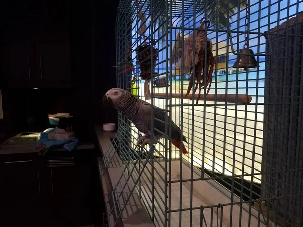 Perroquet Gris Assis Dans Une Cage Oiseaux Métal Sur Une — Photo