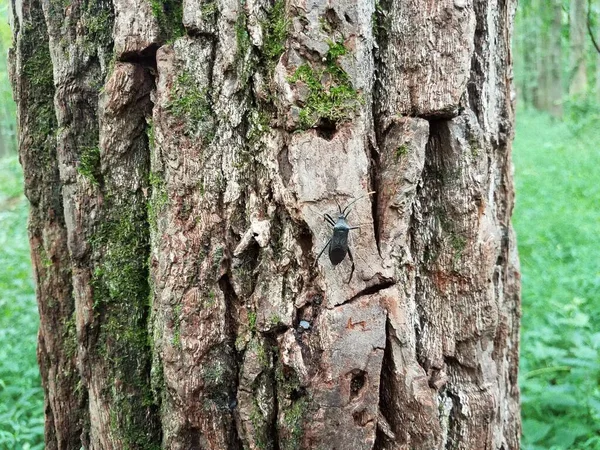 褐色树皮上长有绿色苔藓的黑色甲虫 — 图库照片