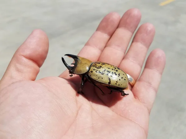 Mannenhand Met Grote Mannelijke Hercules Kever Met Hoorns Zwarte Vlekken — Stockfoto