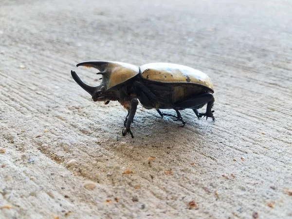 Large Male Hercules Beetle Horns Black Spots Cement — Stock Photo, Image