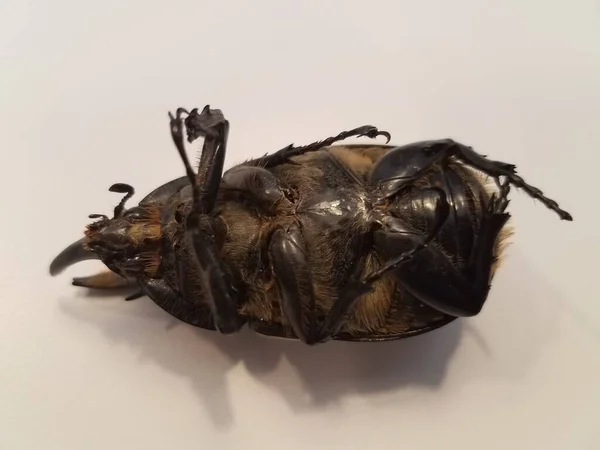 Escarabajo Hercules Macho Grande Con Cuernos Espalda Sobre Una Superficie — Foto de Stock