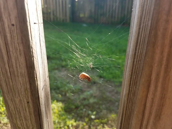 Scarabée Pris Dans Toile Araignée Entre Deux Planches — Photo