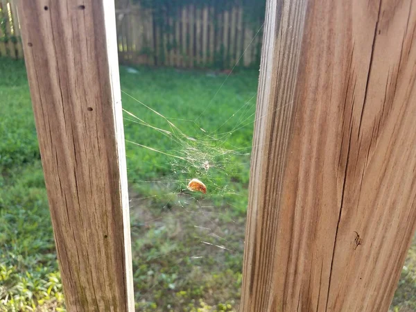 被蜘蛛网夹在两块木板之间的甲虫 — 图库照片