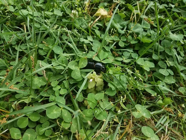 Большой Черный Жук Траве Клевер Газоне — стоковое фото