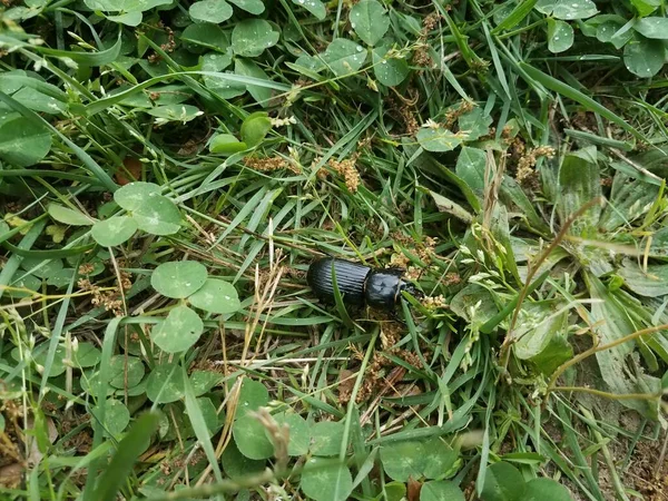 Large Black Beetle Grass Clovers Lawn — Stock Photo, Image