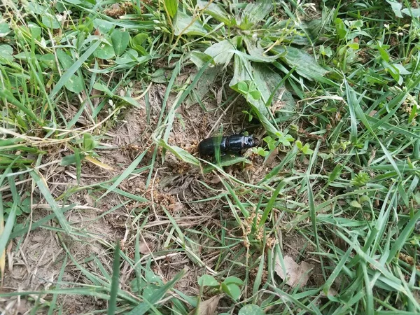 Çimlerde Büyük Siyah Bir Böcek Çimlerde Yoncalar — Stok fotoğraf