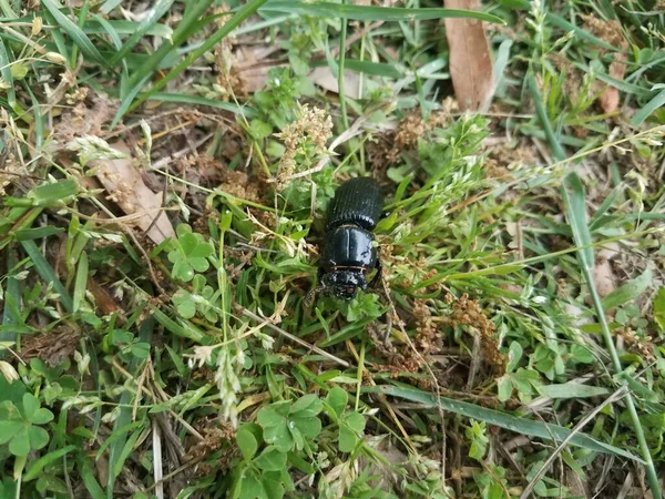 Grote Zwarte Kever Het Gras Klavertjes Een Gazon — Stockfoto