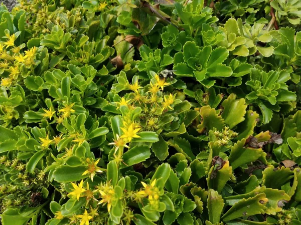 Egy Növény Egy Méh Sok Sárga Virág Szirmok Zöld Levelek — Stock Fotó